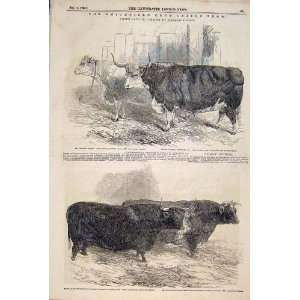   Smithfield Cattle Club Show Weit Heifer Ox Steer 1848