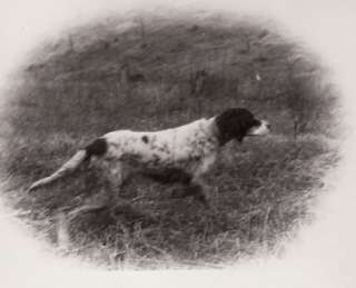 OLD photo hunting gun dog English Setter spaniel Field  