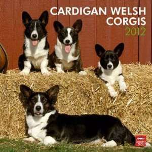  Cardigan Welsh Corgis 2012 Wall Calendar