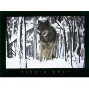  Timber Wolf Poster Print