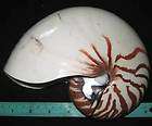 inchs Large Chambered Nautilus Shell Seashell #04