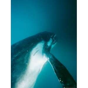  A Southern Humpback Whale Calf Swimming in Blue Waters 