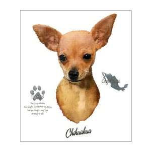 Small Poster Chihuahua from Toy Group and Mexico 
