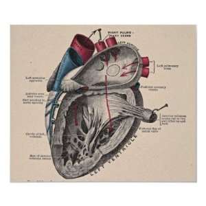  Vintage Anatomical Heart Diagram Print