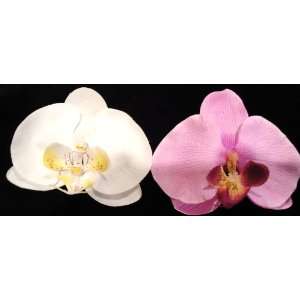   Touch Phalaenopsis Orchid Flower Hair Clip (1 Pair). 