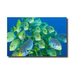  Schooling Sweetlips Limited Edition Print