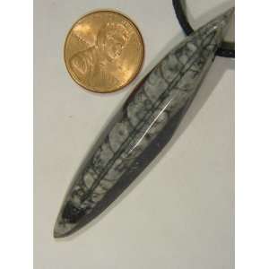  Moroccan orthoceras Nautaloid fossil pendant necklace 