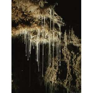  Mucus Like Strands of Sulfur Eating Bacteria in Cueva De 