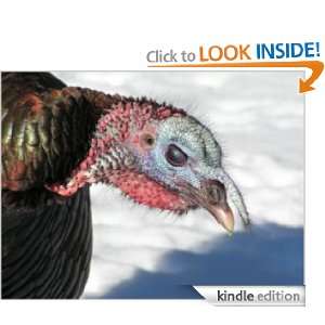 Turkey Hunting Tips From the Pros Turkey Hunter  Kindle 