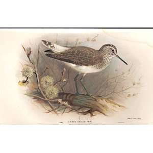   Green Sandpiper Lilfords Birds 1885 97 By A Thorburn