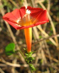Ipomoea coccinea Red Star Morning Glory Cool Seeds  