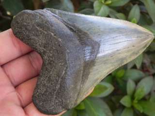   Fossilized Megalodon Sharks Tooth SCARY MEGALODON TOOTH   