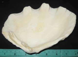 inchs ORANGE Crocus Giant Clam Seashell Sea Shell  