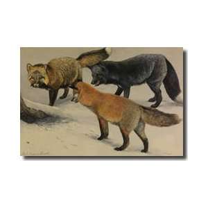  Three Different Species Of Fox Giclee Print