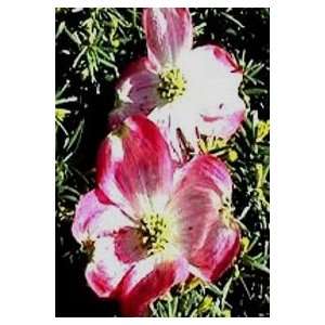  DOGWOOD CHEROKEE BRAVE / 3 gallon Potted Patio, Lawn & Garden