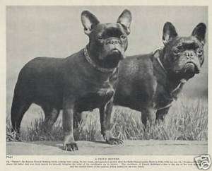 FRENCH BULLDOG Lovely Dog Print 1934 2 Dogs Frenchie  
