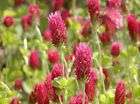 Crimson Clover Seeds ★ Trifoliate Leaves ★ Pink to Red Flowers 