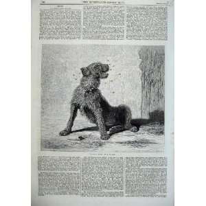  1870 Antique Print Scruffy Dog Catching Flies Riviere 