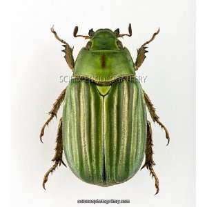  Jewel scarab beetle Framed Prints