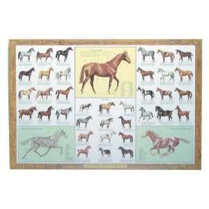  Sam Savitt Guide To Horses 