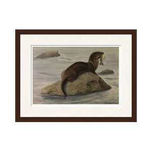  Otter Sitting On A Rock With A Freshly Caught Fish Framed 