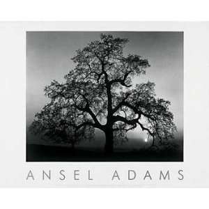  Ansel Adams   Oak Tree, Sunset City Embossed Authorized 