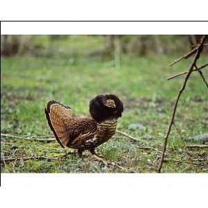  Male Ruffed Grouse   displaying with ruff up in mating 