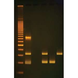  Edvotek 346 In Search of the Alcohol Gene, For 6 Groups 