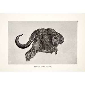  1898 Print Head Buffalo Bos Caffer British Central Africa 