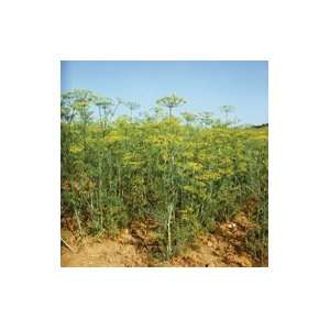  Dill, Hercules Herb   Anethum graveolens   200 Seeds 