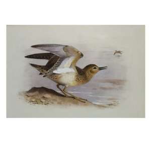  A Buff Breasted Sandpiper Premium Giclee Poster Print 