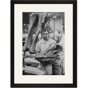   Matted Print 17x23, Museum worker holds Head of a Diplodocus Skeleton