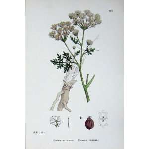  Common Hemlock Botany Plants C1902 Conium Maculatum