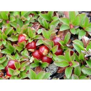  Bearberry Plant   Arctostaphylos   Medicinal/Herbal 