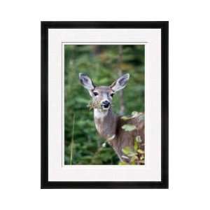 Deer Eats Mouthful Of Leaves Framed Giclee Print 