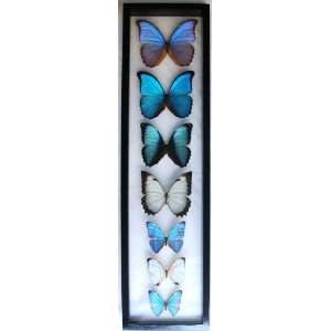   with Blue Morpho Butterfly Family the Mod Morphos 