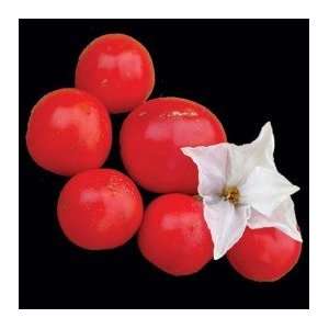  Litchi Tomato or Morelle De Balbis Garden Berry Seeds 