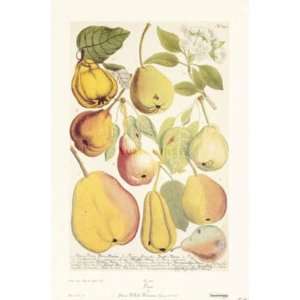  Johann Wilhelm Weinmann Pears 13.5x20 Poster Print