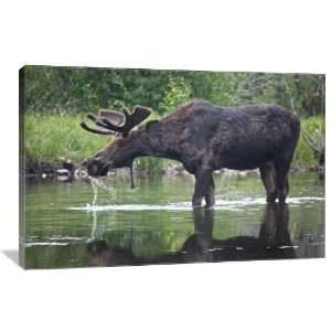 Moose in the River   Gallery Wrapped Canvas   Museum Quality  Size 36 