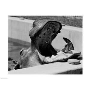   Hippopotamus amphibius) in pool Poster (24.00 x 18.00)