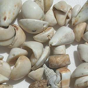 strand antique shell beads mauretania mali 3  