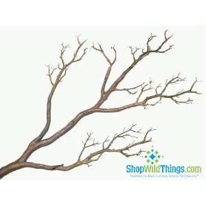  Tree Branch, Natural Brown, Bendable   Manzanita 31 Tall 