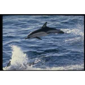   12X16 inch Animal Collection Canvas Art Common dolphin