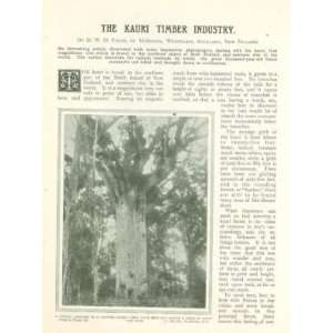  1908 Kauri Timber Industry New Zealand Lumbering 