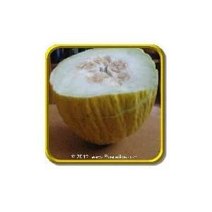  Golden Beauty Casaba   Jumbo Melon Seed Packet (50 