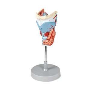  Larynx Model, 5 Parts, 2X Enlarged