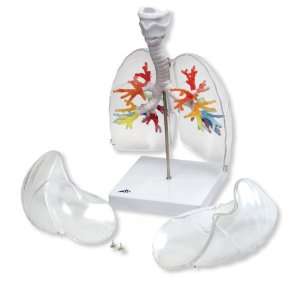  3B Scientific Larynx with bronchial tree Health 