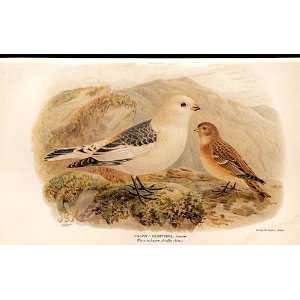    White Winged Lark By Keulemans 1855 97 Birds