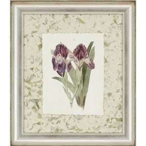   7510 Iris Varieties by Edwards Florals Art (Set of 3)   29 x 25