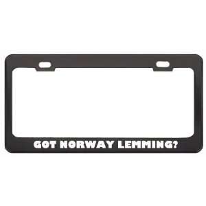  Got Norway Lemming? Animals Pets Black Metal License Plate 